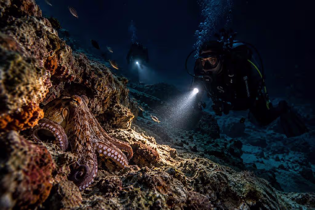 night_diving_crete Night scuba divers exploring a rocky seabed off the coast of Crete, illuminating an octopus with underwater lights in the dark Mediterranean waters.